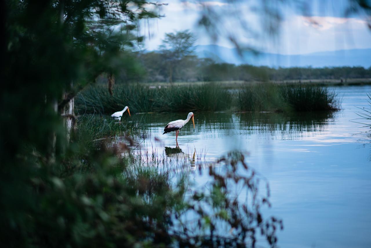 Sirville Lake Elementaita Lodge Gilgil Dış mekan fotoğraf