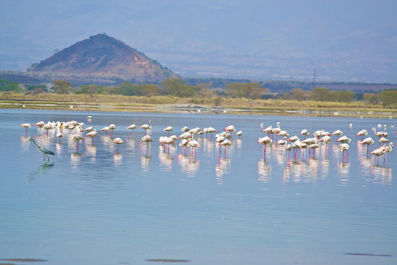 Sirville Lake Elementaita Lodge Gilgil Dış mekan fotoğraf